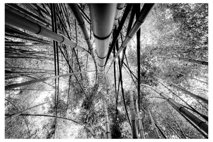 Nature - Landes 