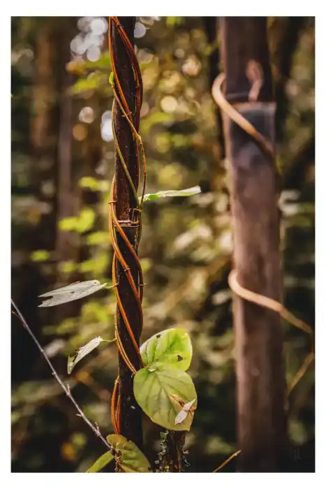 Nature - Landes 