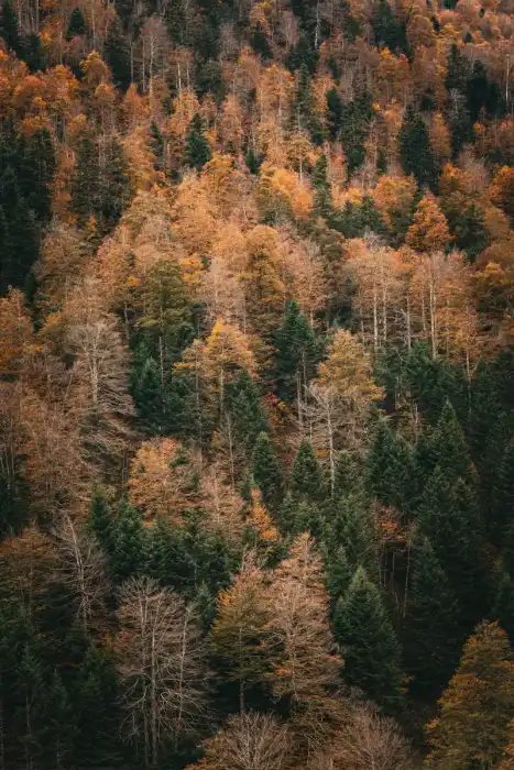Nature - Landes 