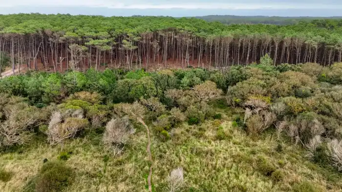 Nature - Landes 