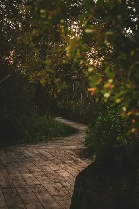 Nature - Landes 