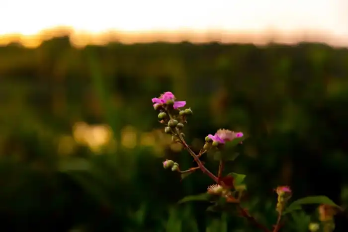 Nature - Landes 