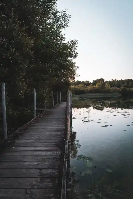 Nature - Landes 