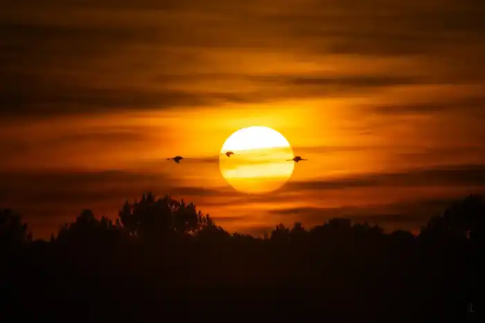 Nature - Landes 