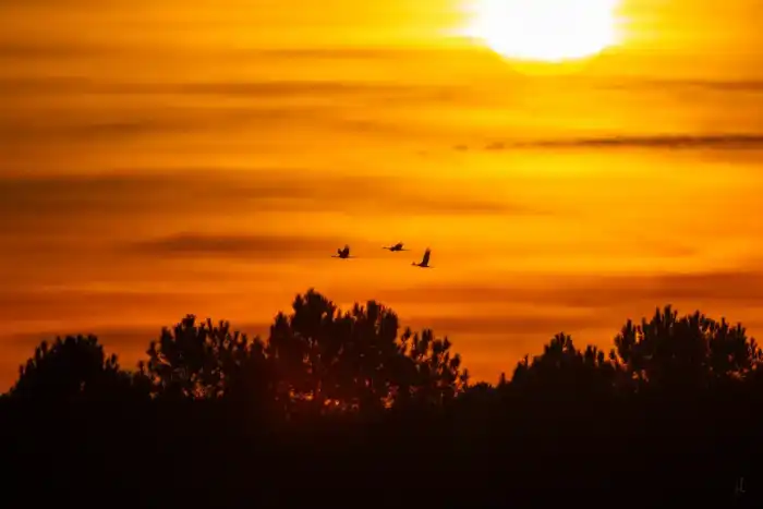 Nature - Landes 
