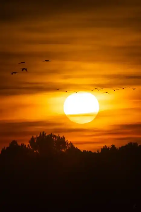 Nature - Landes 
