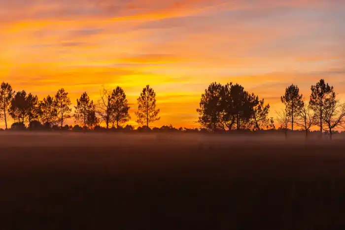 Nature - Landes 