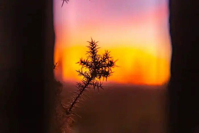 Nature - Landes 