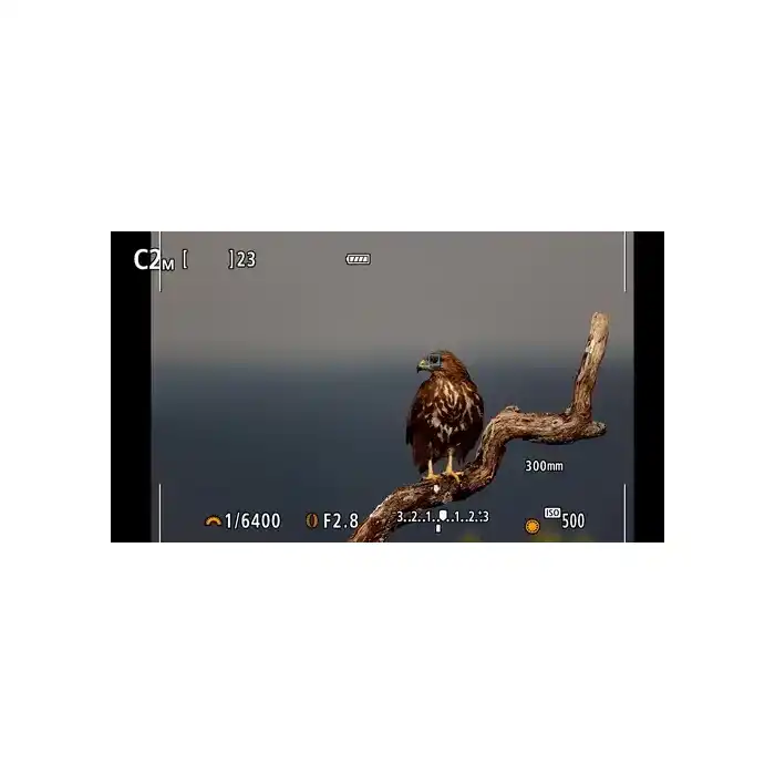 CANON EOS R7 + RF-S 18-150 mm f/3,5-6,3 IS STM (modèle expo magasin)